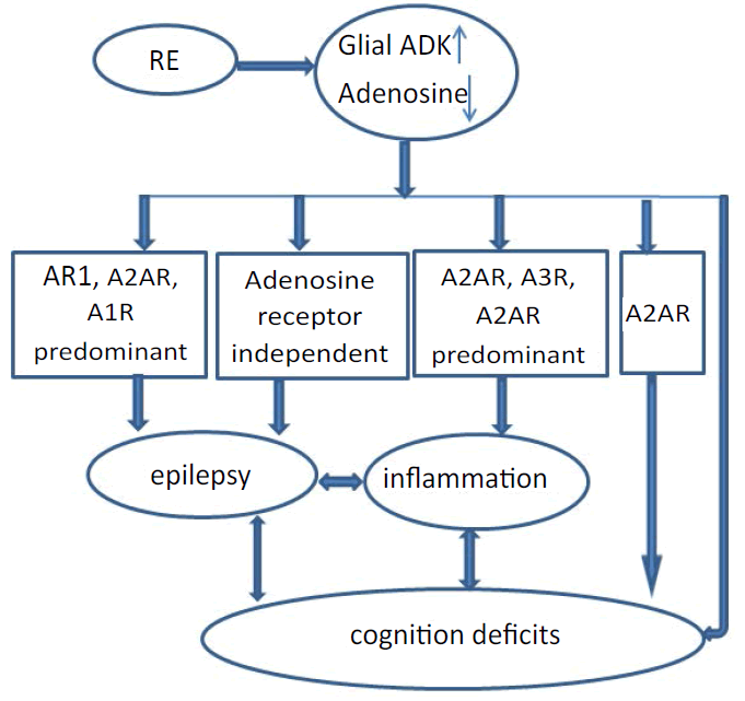 neuropsychiatry-Adenosine-dysfunction