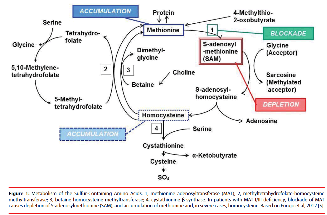 neuropsychiatry-Amino-Acids