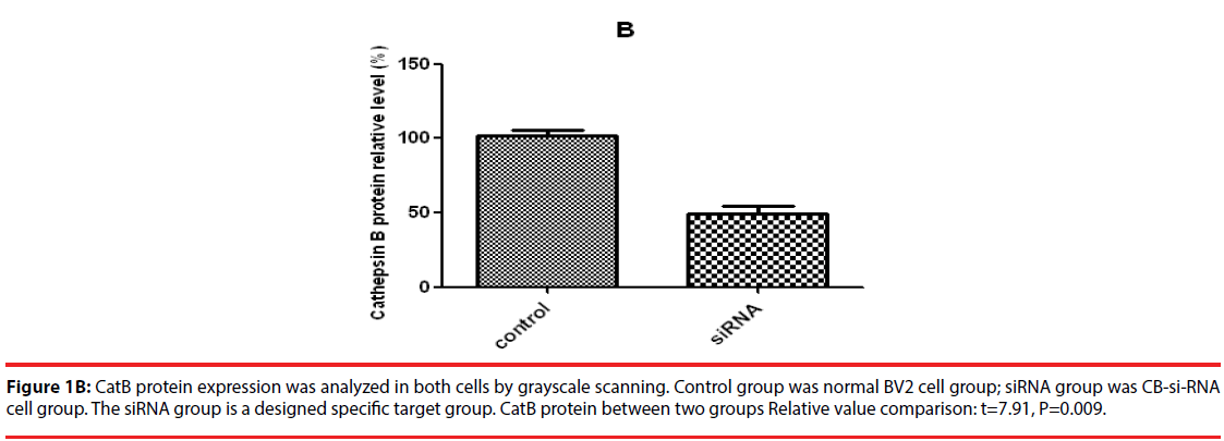 neuropsychiatry-CatB-protein