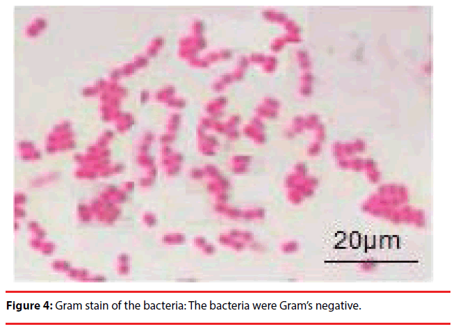 neuropsychiatry-Gram-stain