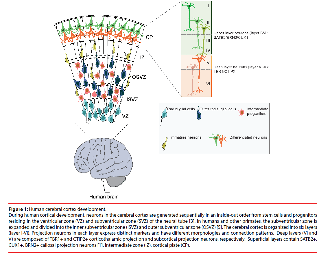 neuropsychiatry-Human-cerebral