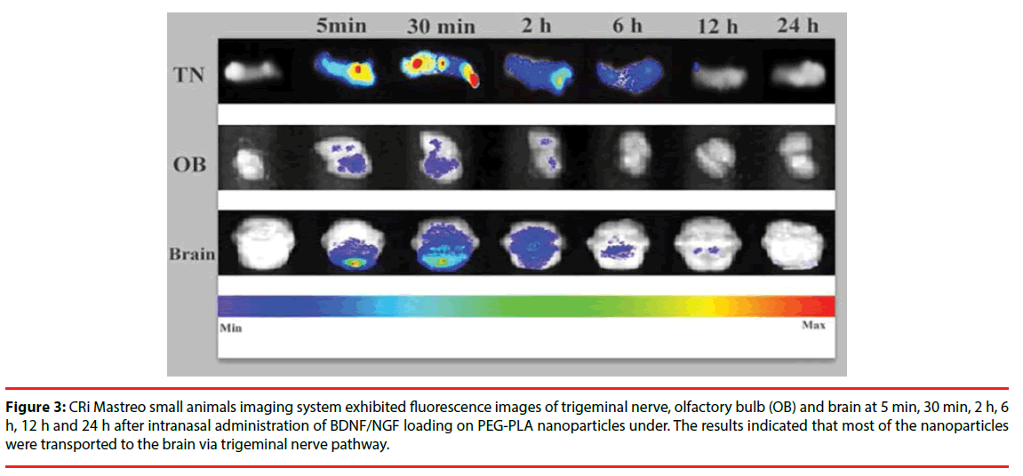 neuropsychiatry-Mastreo-small