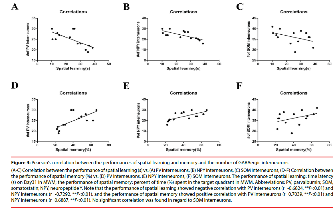 neuropsychiatry-NPY-interneurons