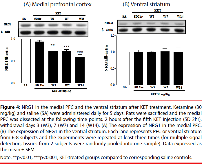 neuropsychiatry-PFC-ventral-striatum