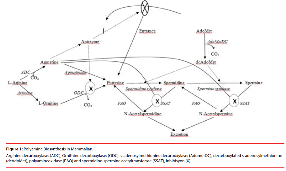 neuropsychiatry-Polyamine-Biosynthesis