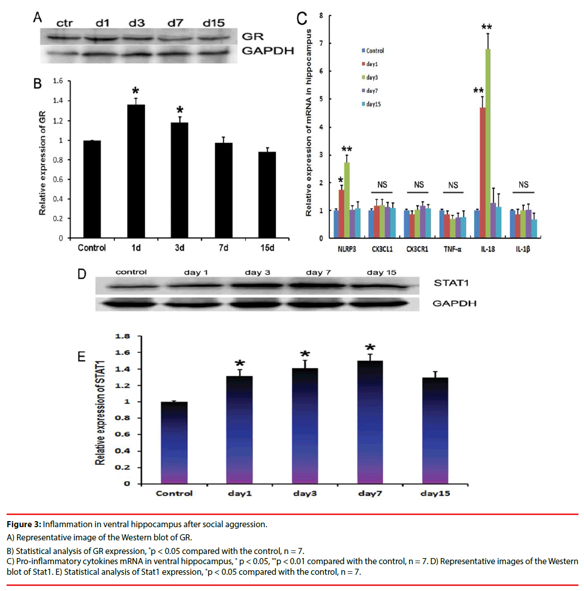 neuropsychiatry-Western-blot