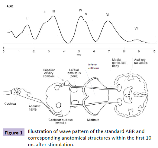 neuropsychiatry-anatomical-structures