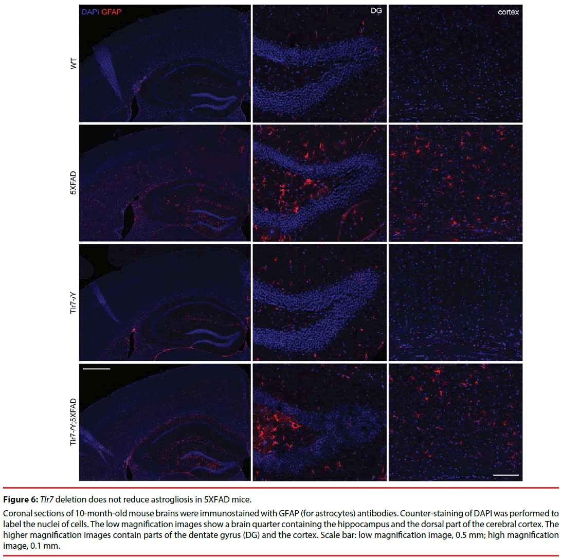 neuropsychiatry-brain-Scale-bar