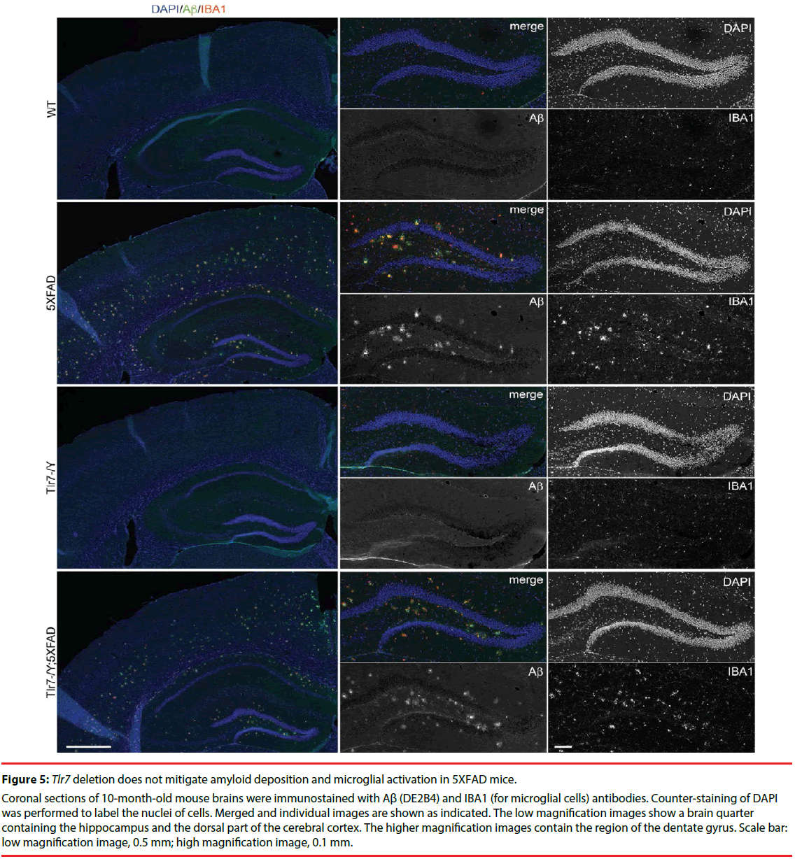 neuropsychiatry-brain-mitigate