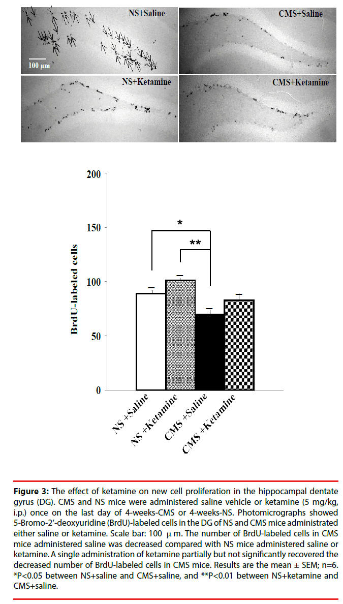 neuropsychiatry-cell-proliferation