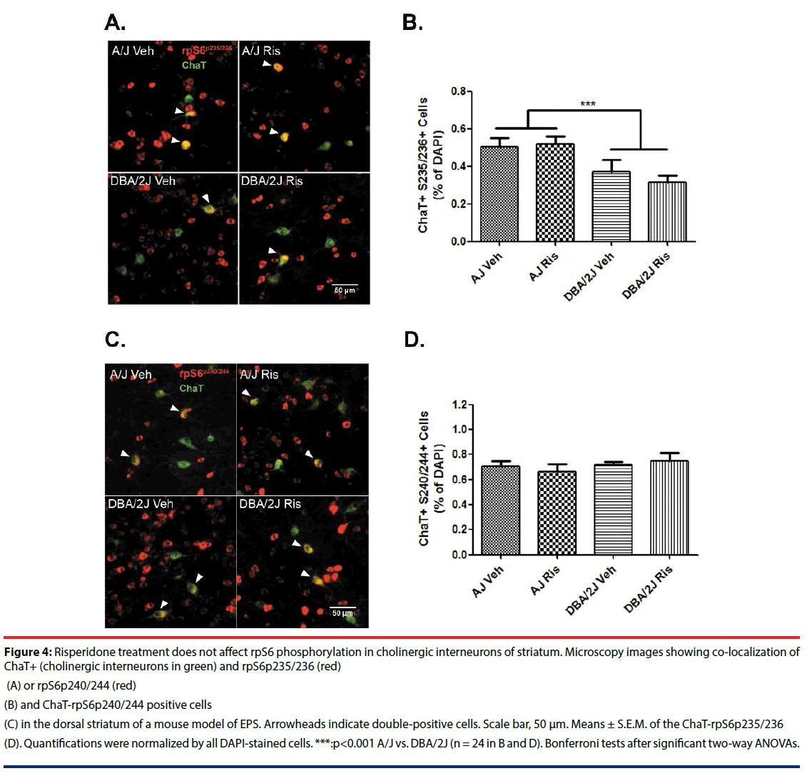 neuropsychiatry-cholinergic-interneurons