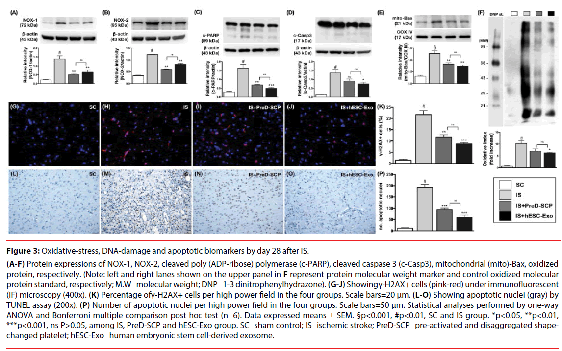 neuropsychiatry-cleaved-caspase