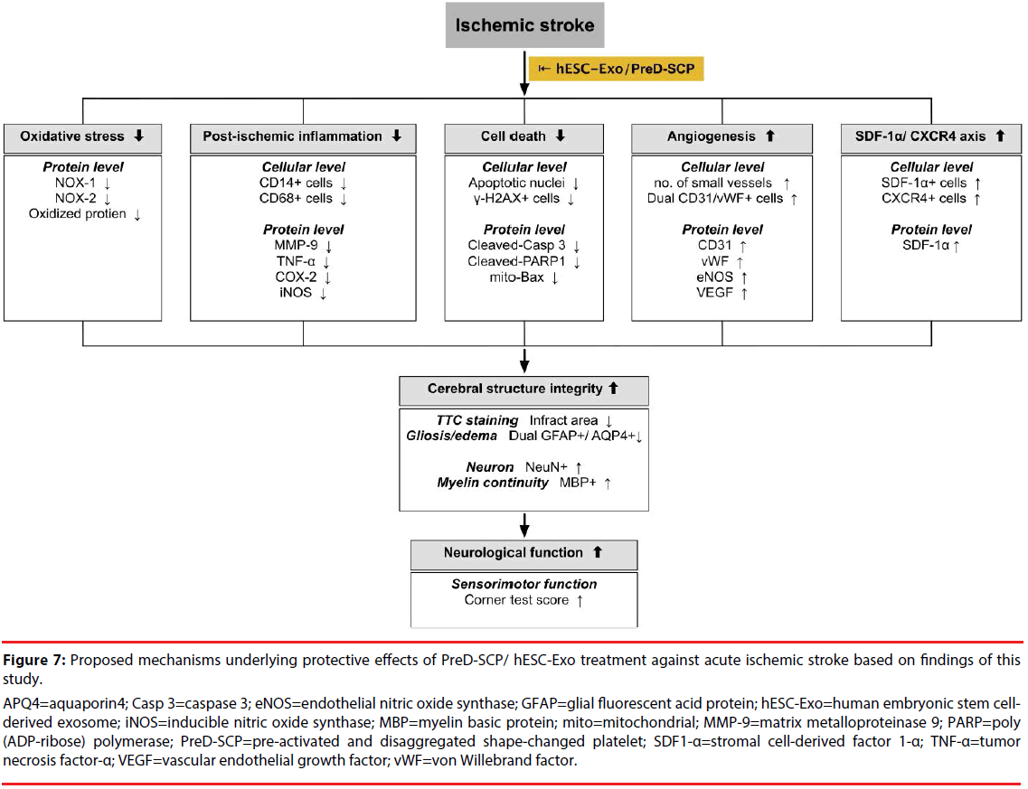 neuropsychiatry-cleaved-caspase