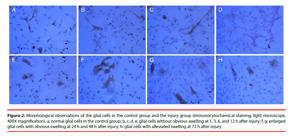 neuropsychiatry-control-group
