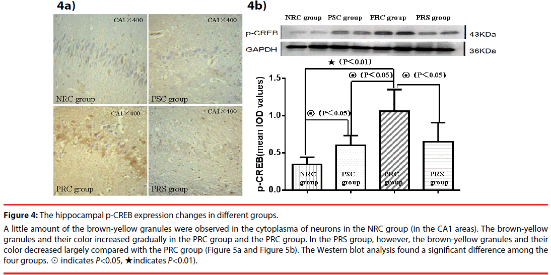 neuropsychiatry-cytoplasma-neurons