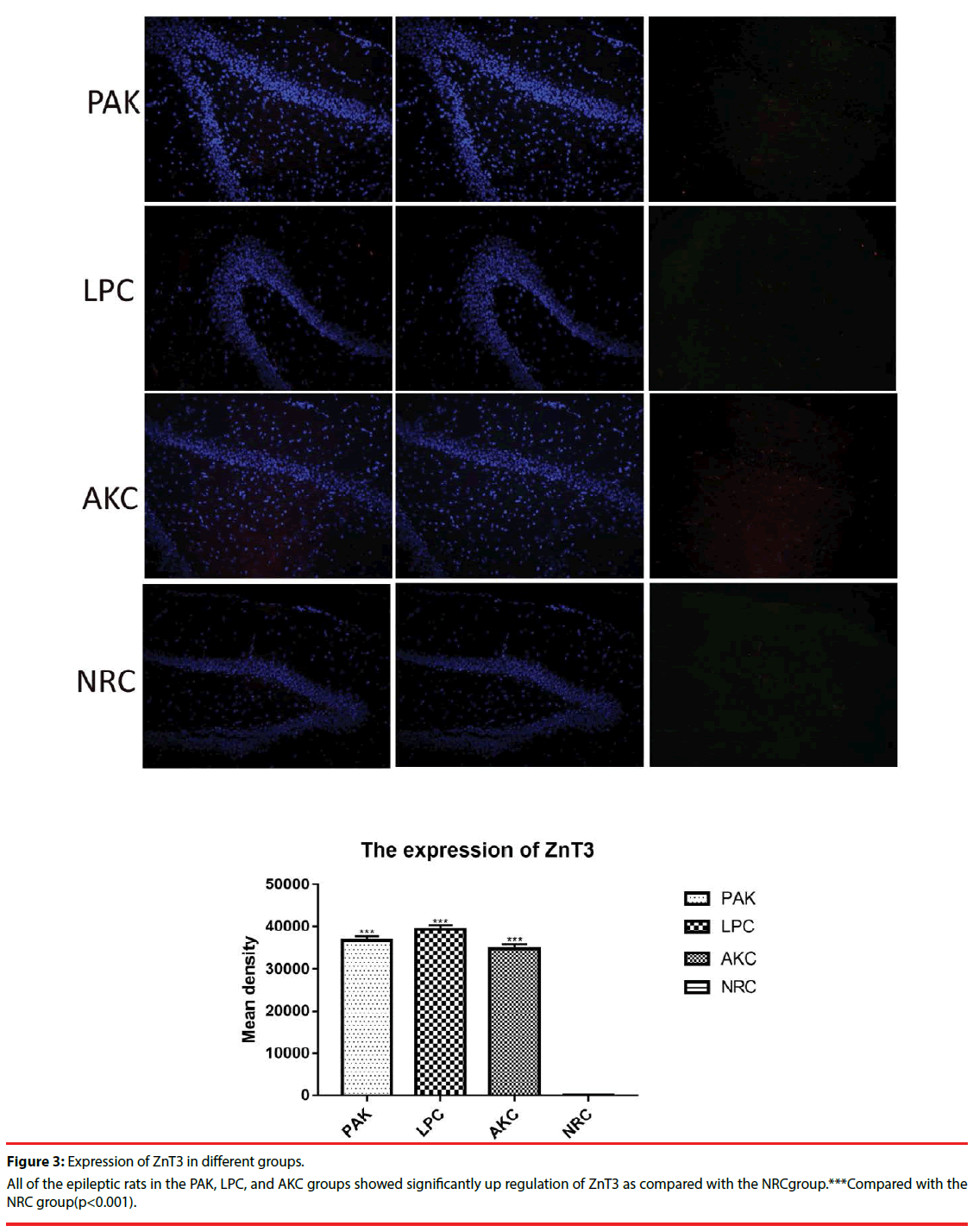 neuropsychiatry-epileptic-rats