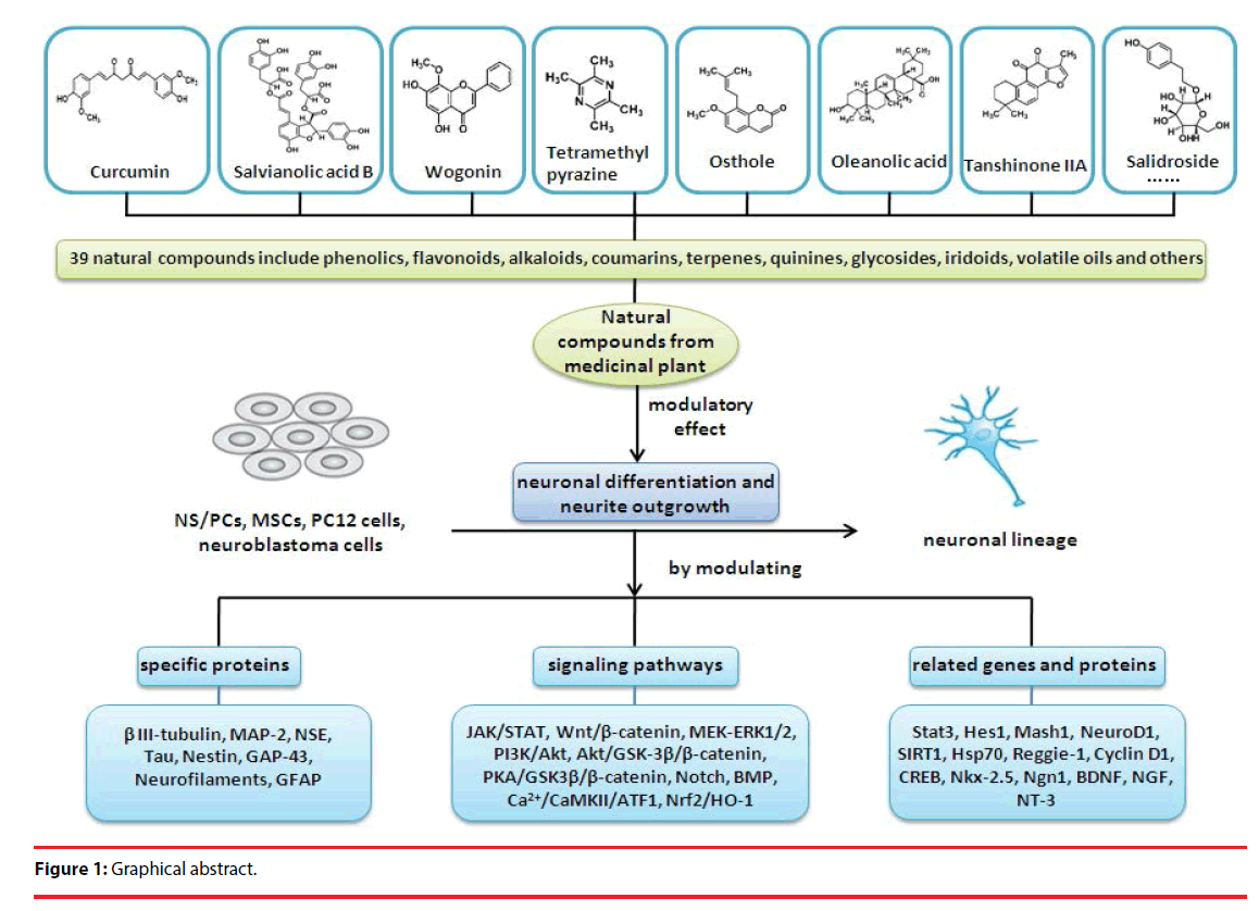 neuropsychiatry-graphical-abstract