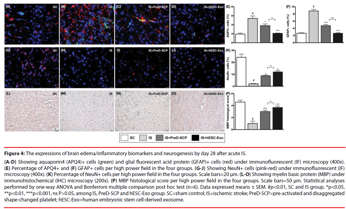 neuropsychiatry-human-embryonic