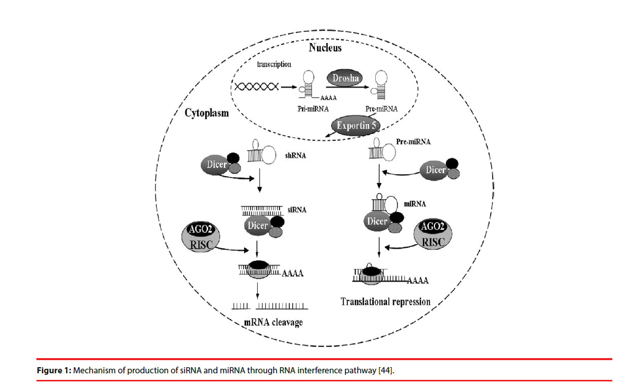 neuropsychiatry-interference-pathway