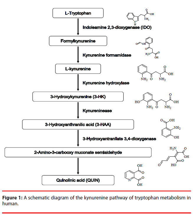 neuropsychiatry-kynurenine-pathway