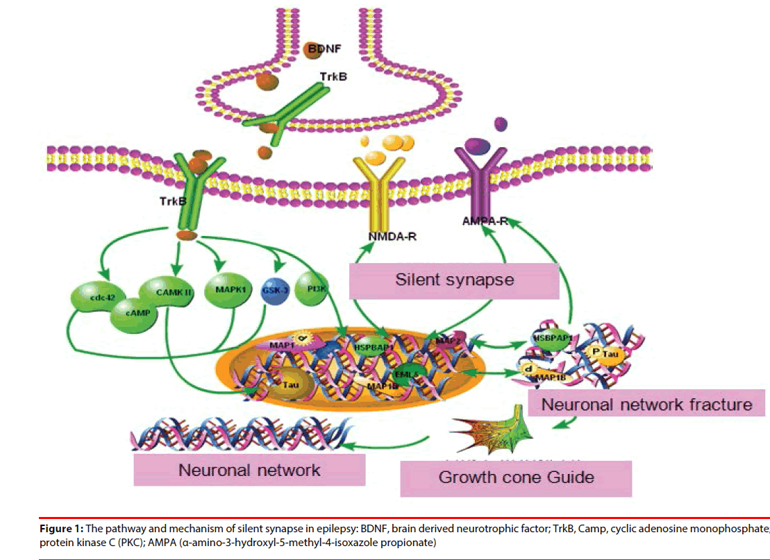 neuropsychiatry-mechanism-silent-synapse