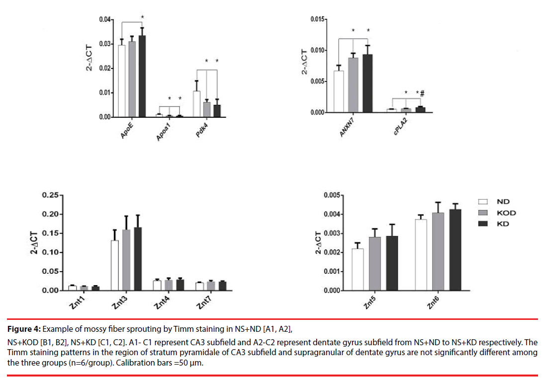 neuropsychiatry-mossy-fiber