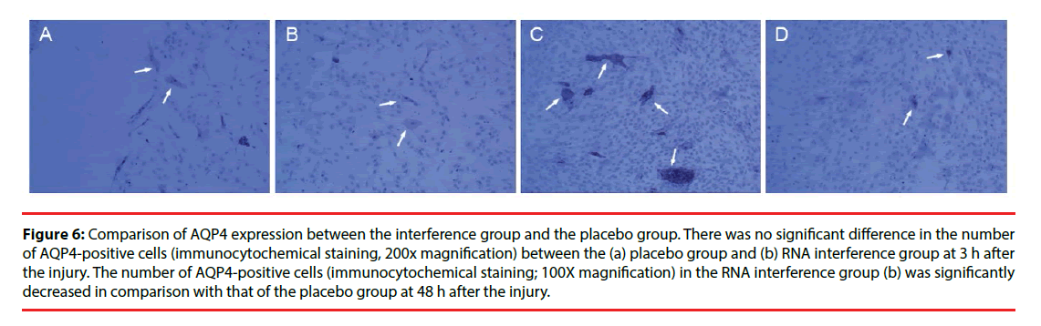 neuropsychiatry-placebo-group