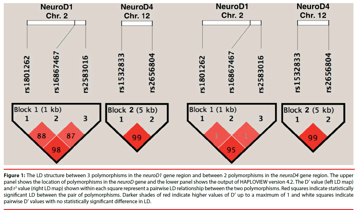 neuropsychiatry-polymorphisms-square