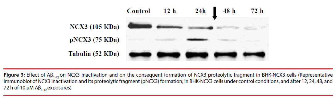 neuropsychiatry-proteolytic-fragment