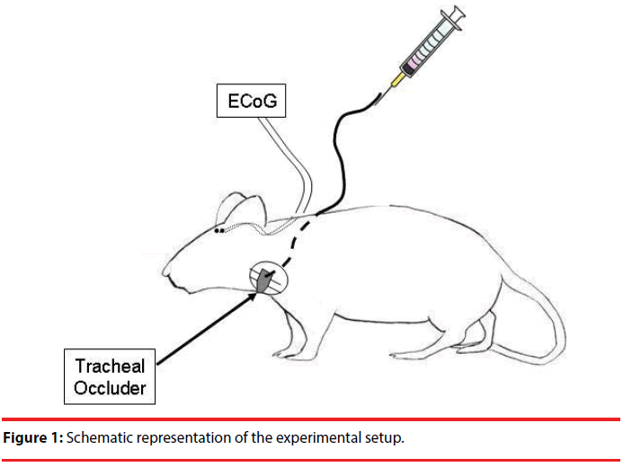 neuropsychiatry-schematic-representation