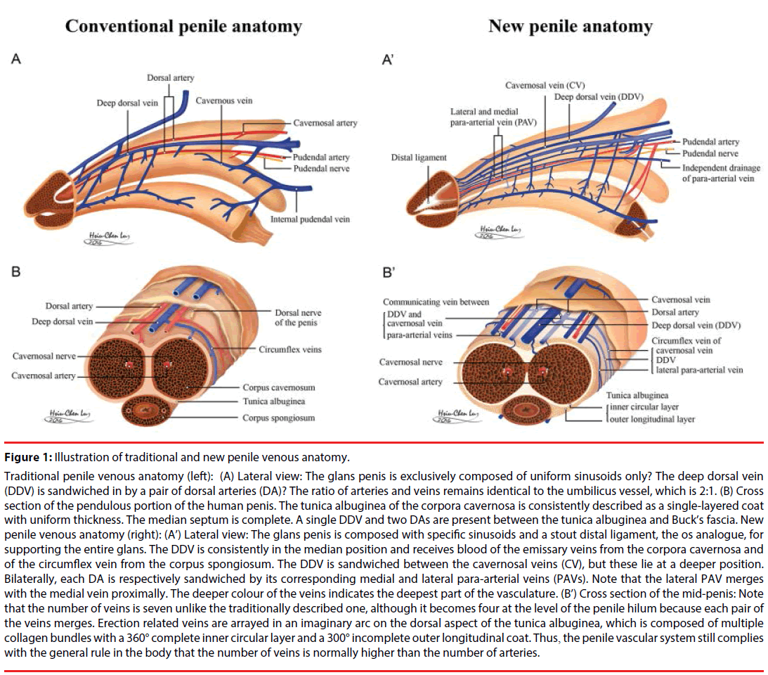 neuropsychiatry-uniform-sinusoids