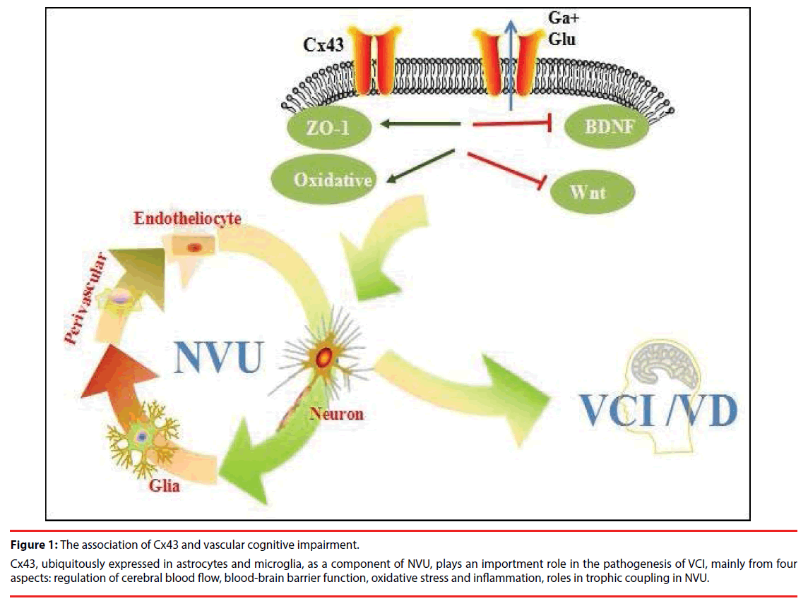 neuropsychiatry-vascular-cognitive