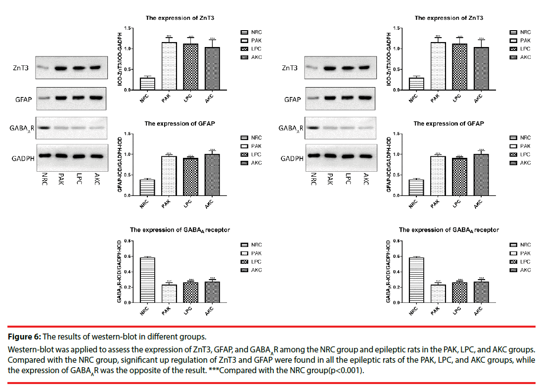 neuropsychiatry-western-blot